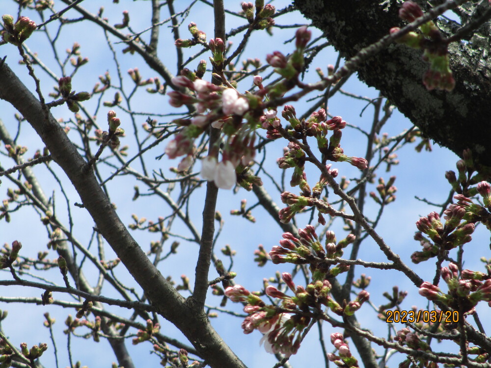 桜