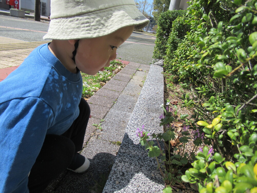 男の子が花壇のお花を見ている