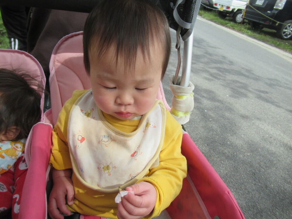 桜を触って観察する子ども