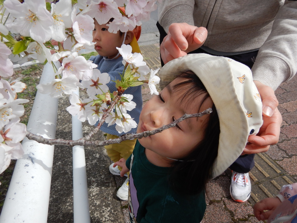 桜のにおいをかぐ
