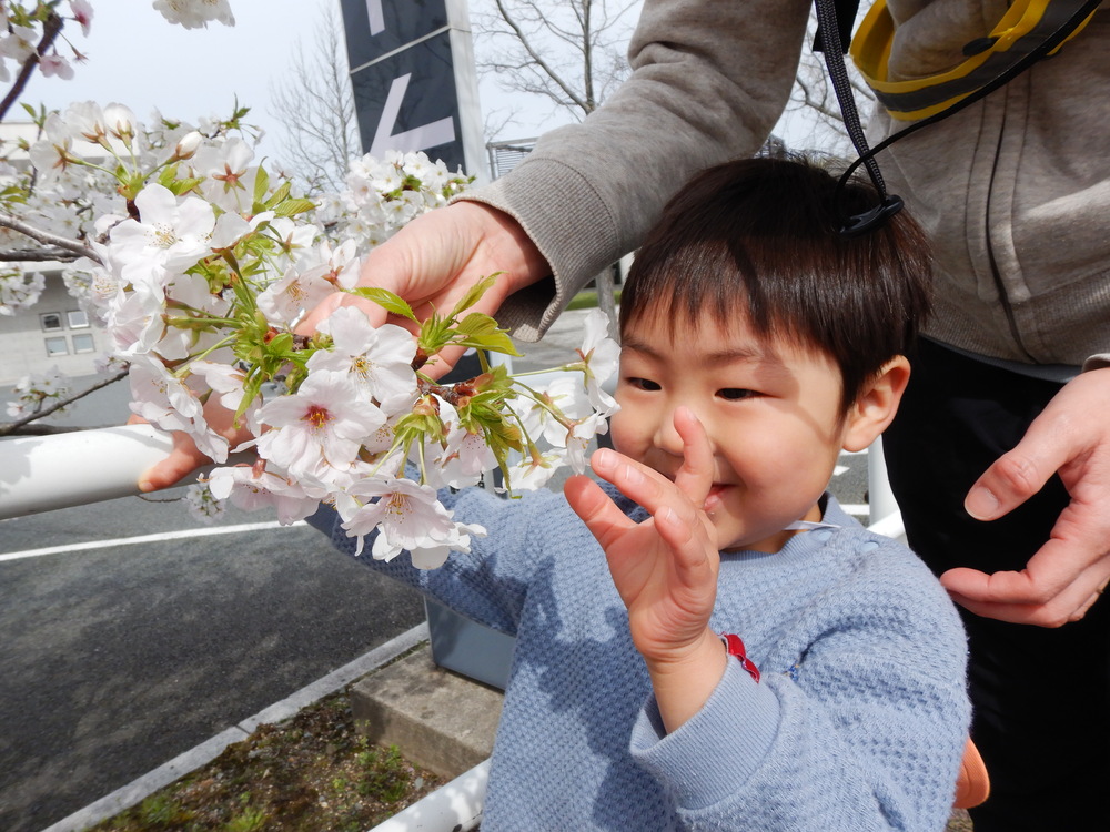 桜を見る