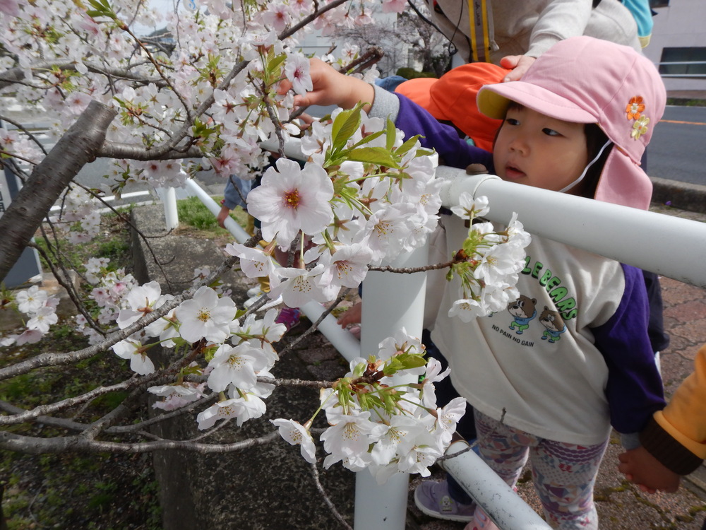 桜を見る