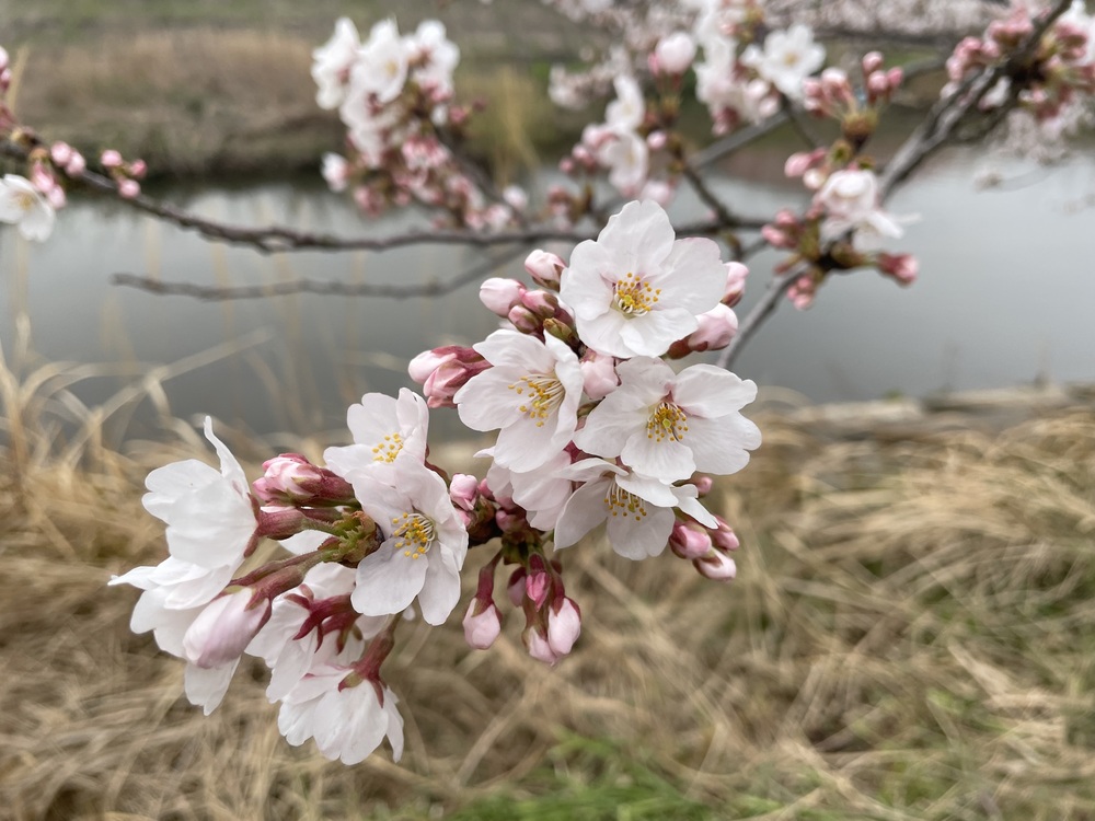 桜