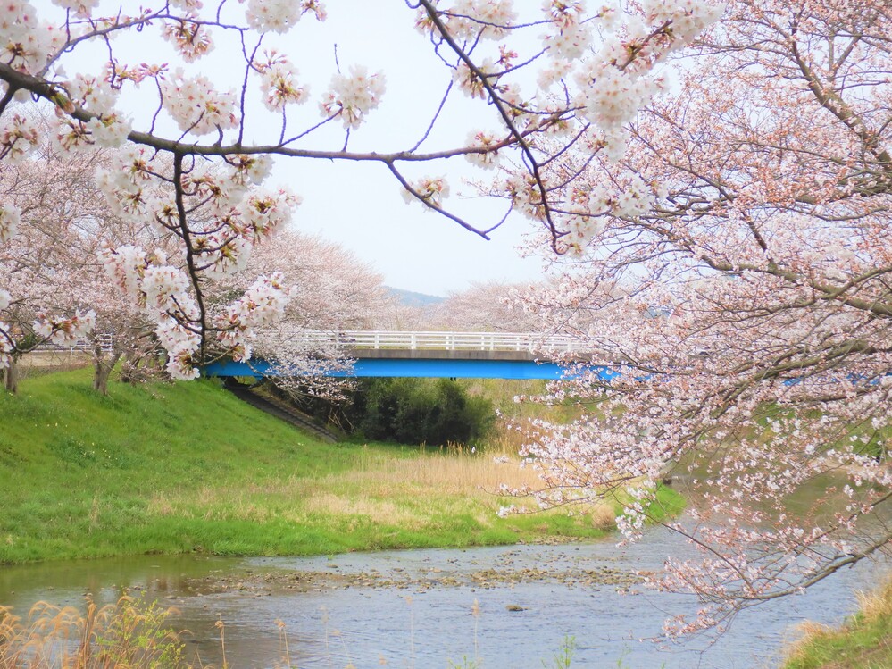 ばす組 お花見散歩 