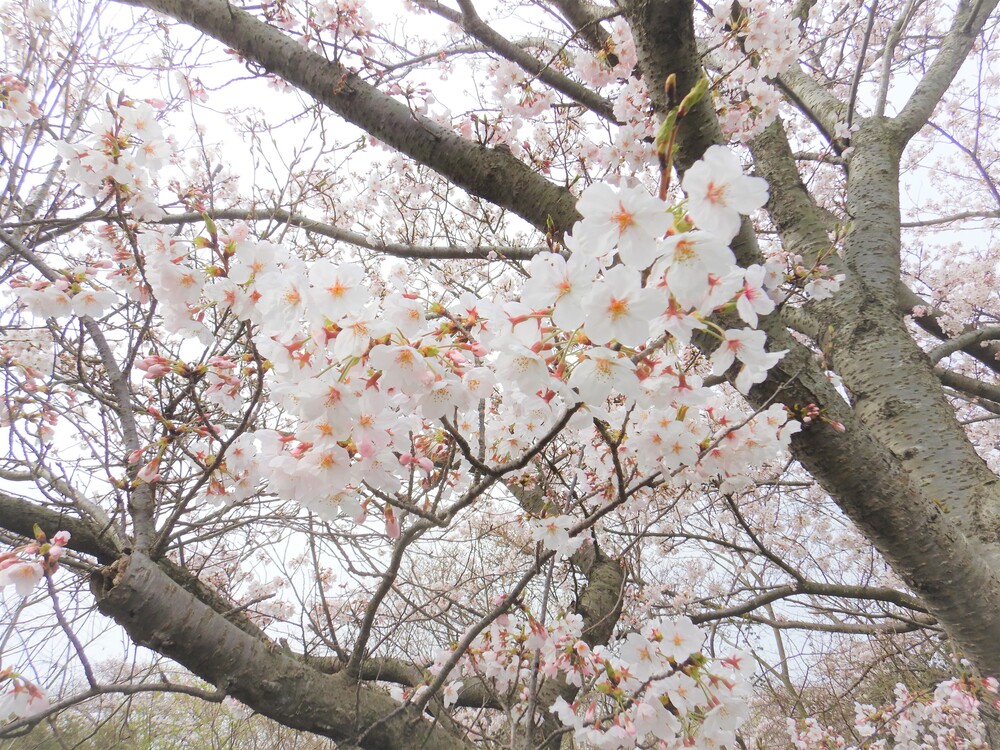 ばす組 お花見散歩