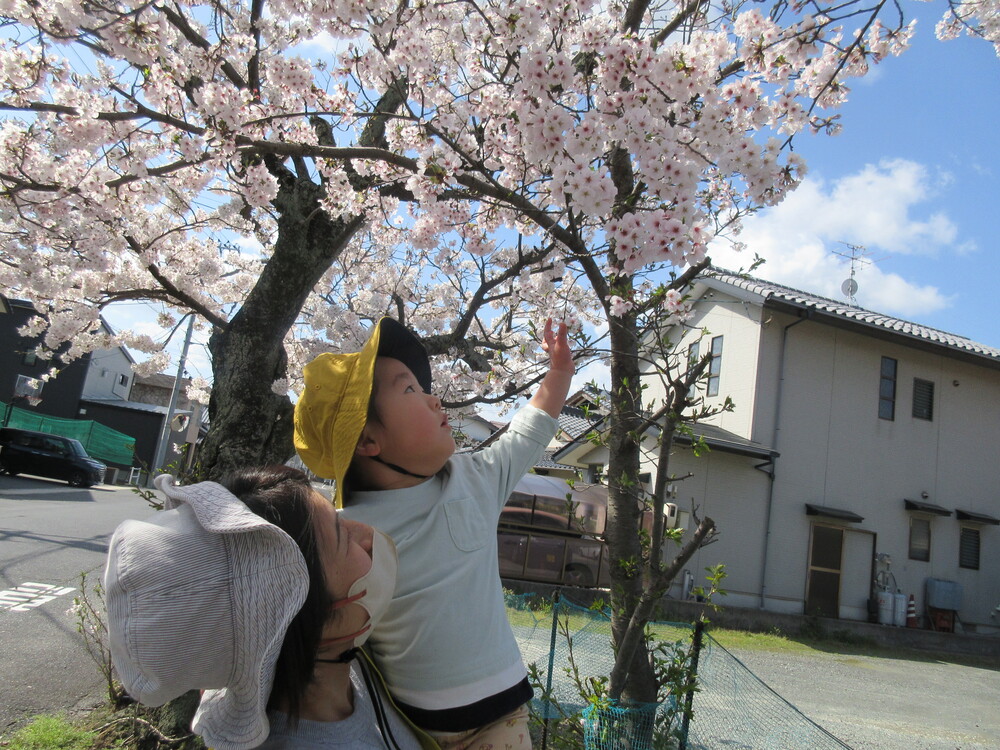 桜の花を見ている