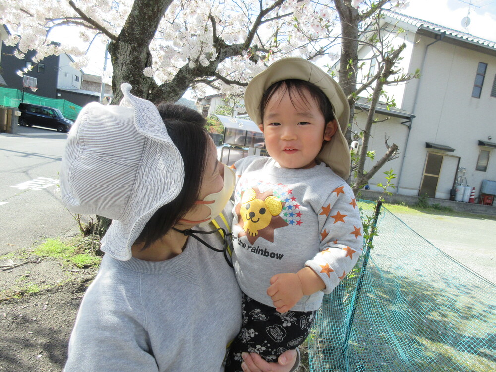 桜の花を見ている