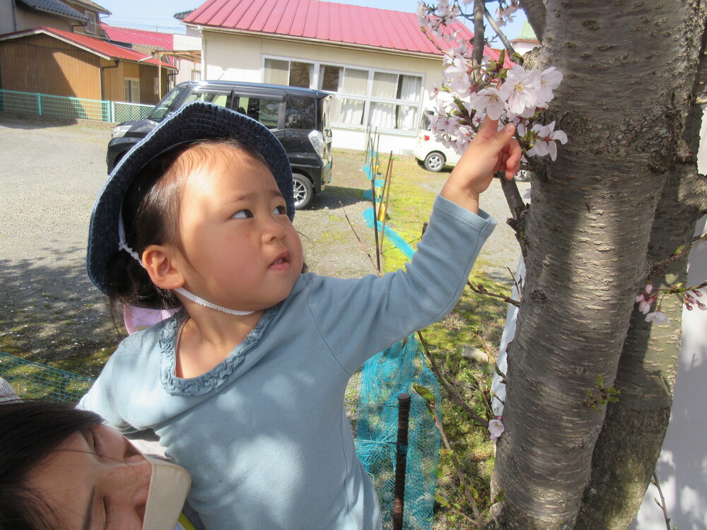 桜の花を見ている