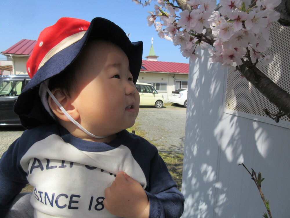 桜の花を見ている