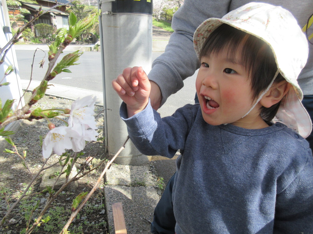 桜の花を見ている