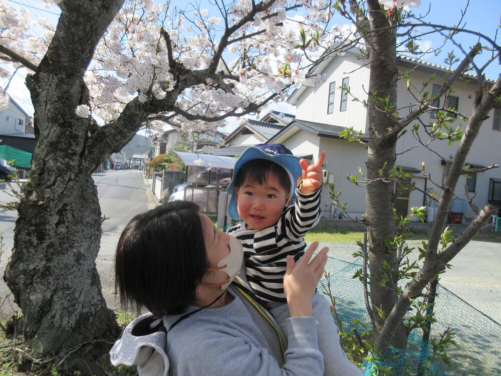 桜の花を見ている