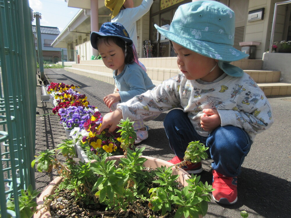 玄関前の花を見ている