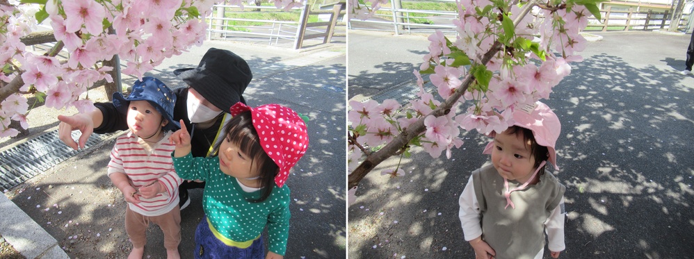 桜の花を見る