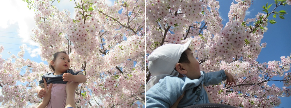 桜を触る