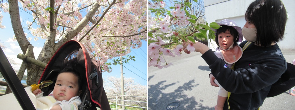 桜の前で写真を撮る