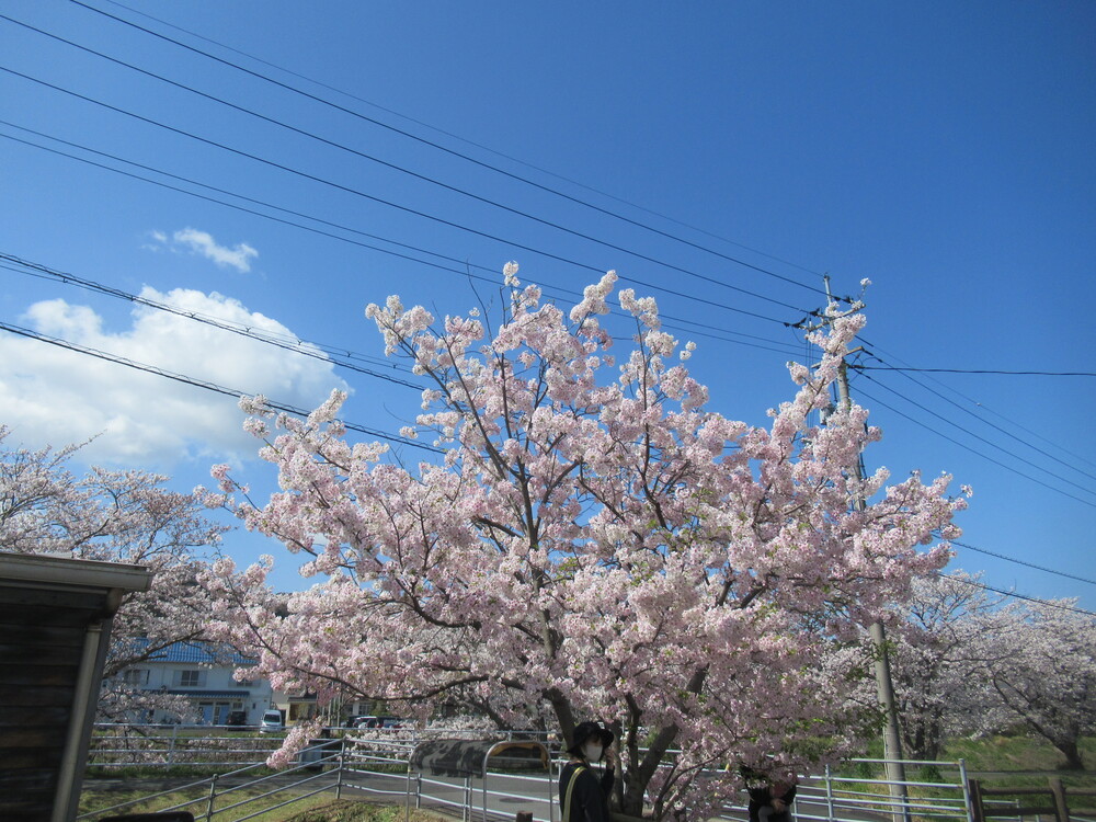 桜の花