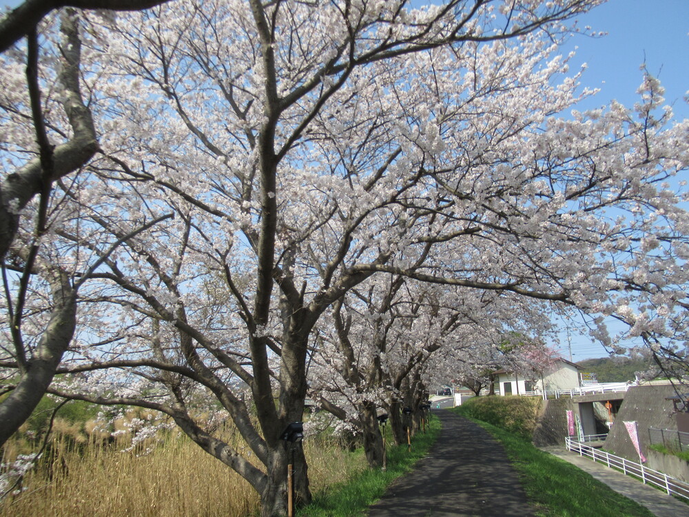 川土手の桜