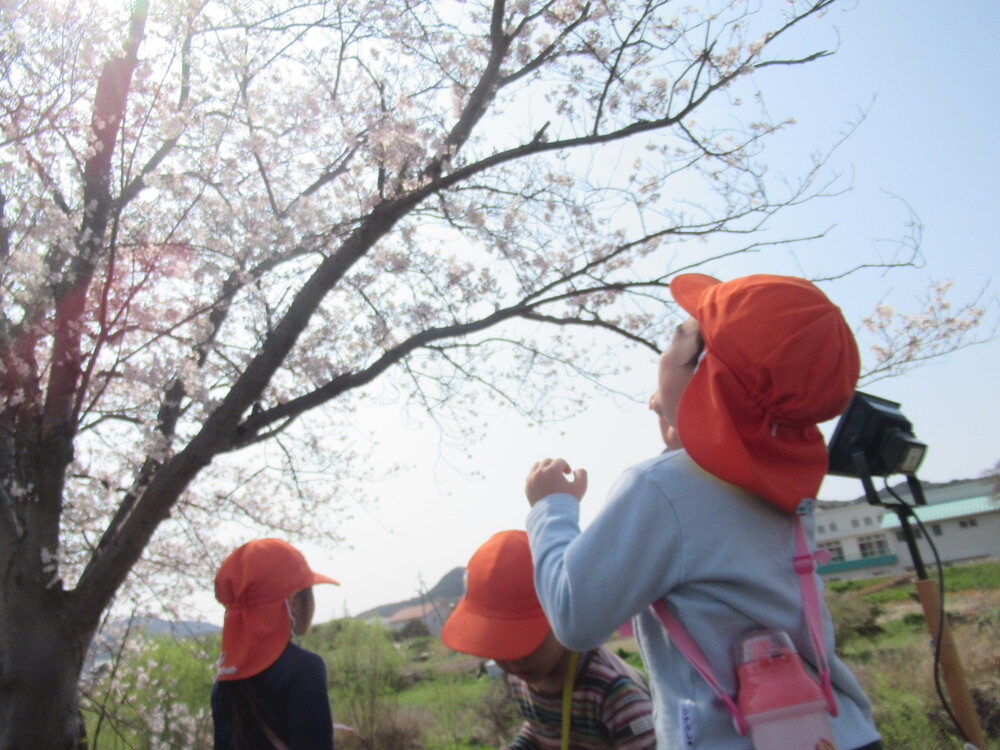 桜を見上げている男の子