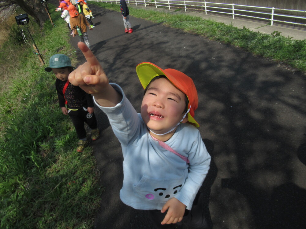 桜を指差している男の子