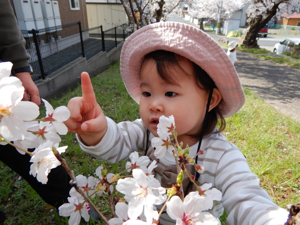 桜に触る