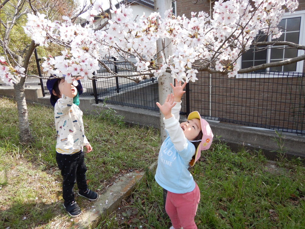 桜に触ろうとする