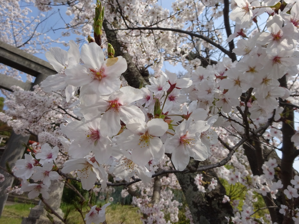 桜