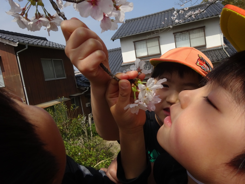 桜を