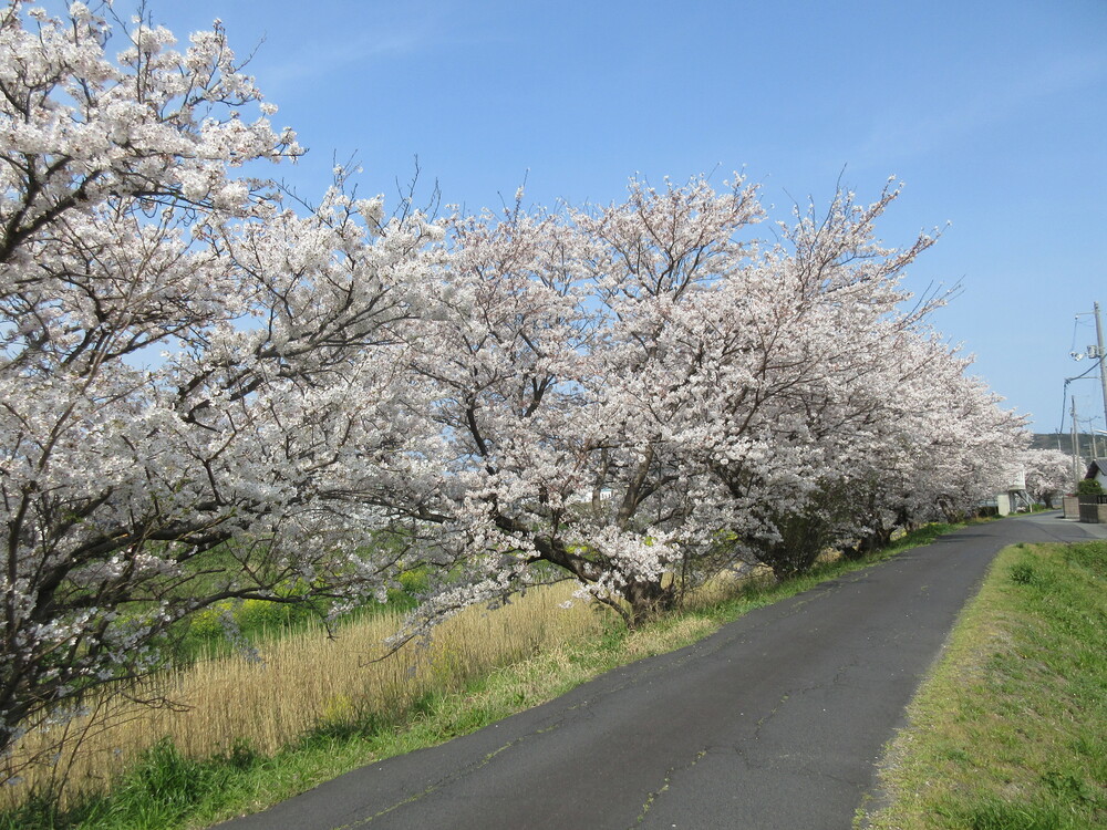 川土手の桜