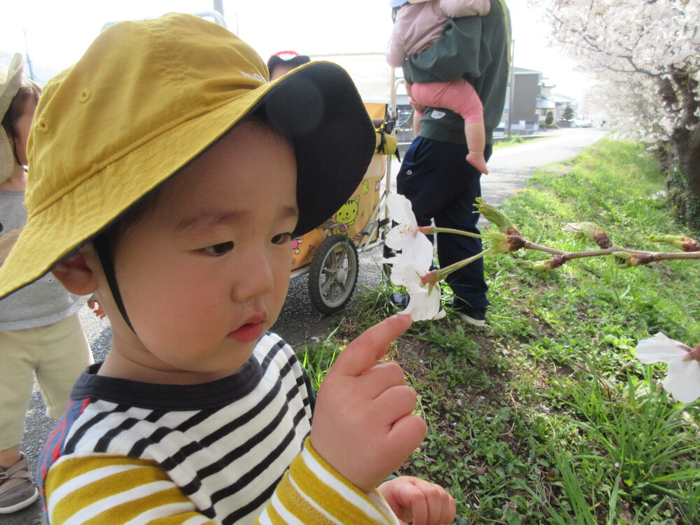 桜を触っている