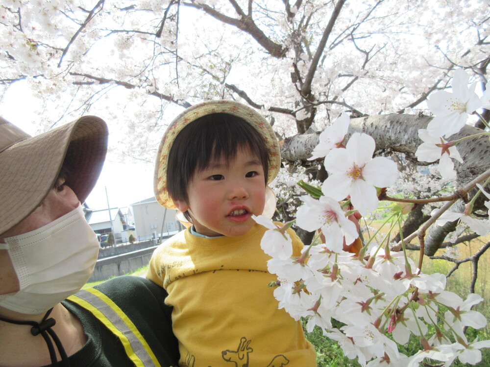 桜を触っている