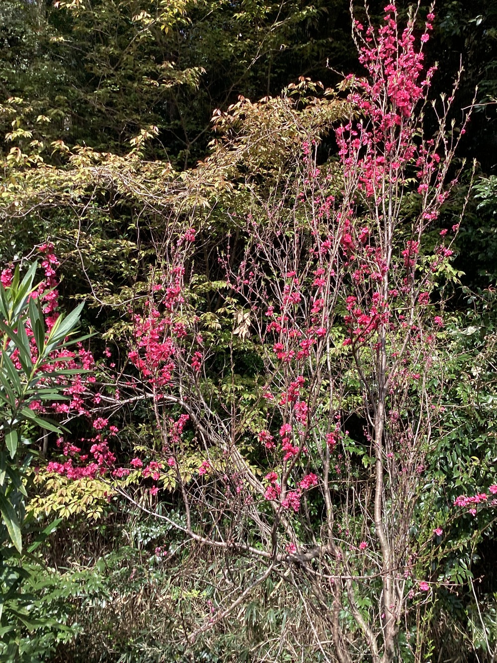 梅の花