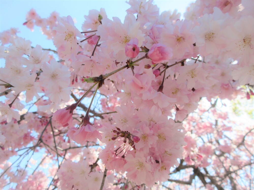 うさぎ組　円応寺散歩の様子 