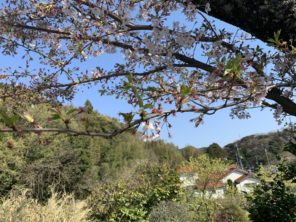葉桜