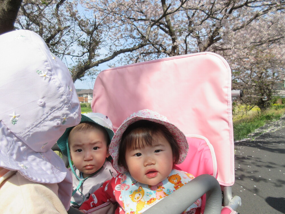 桜を見ている１