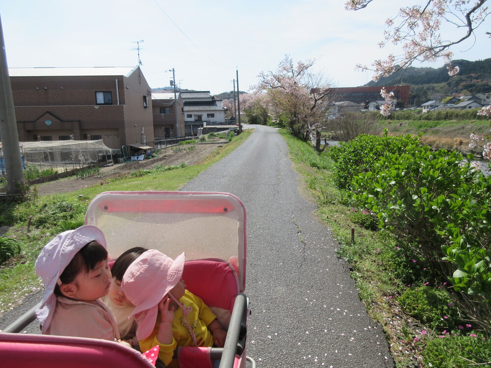 桜を見ている４
