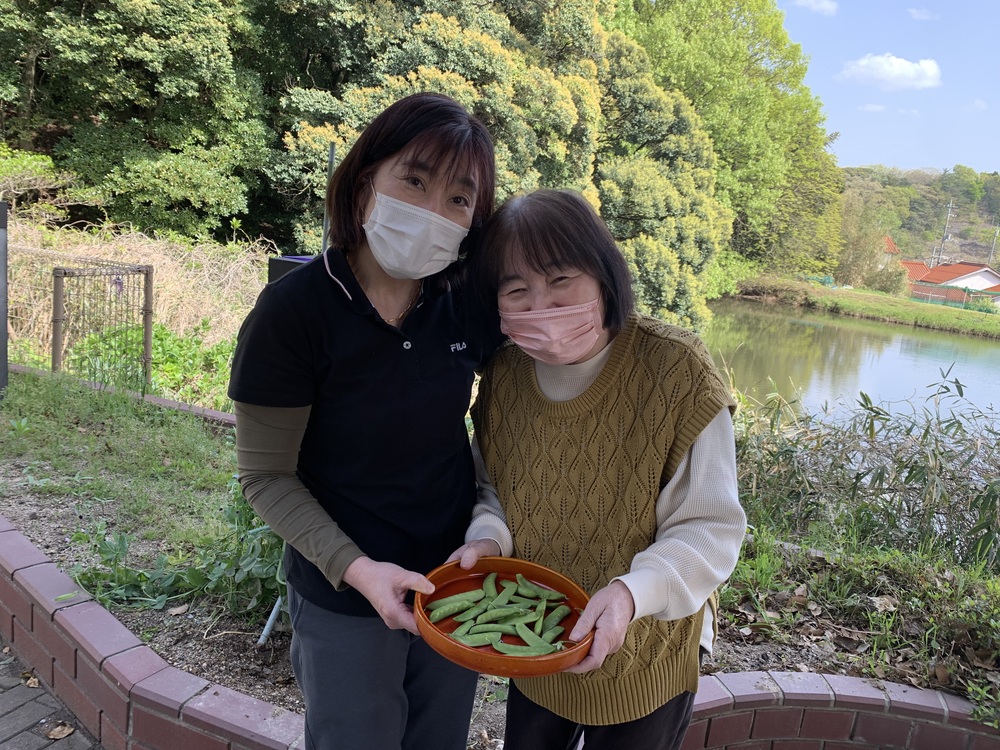 野菜の収穫