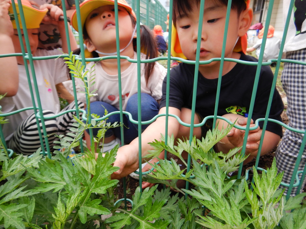 ヨモギを触る子ども