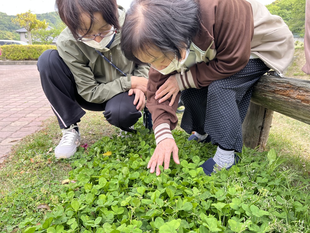 四葉のクローバー探し