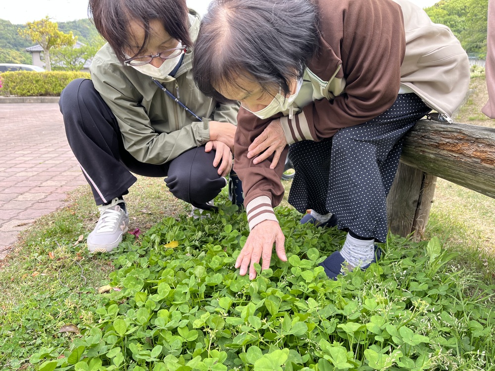 四葉のクローバー探し