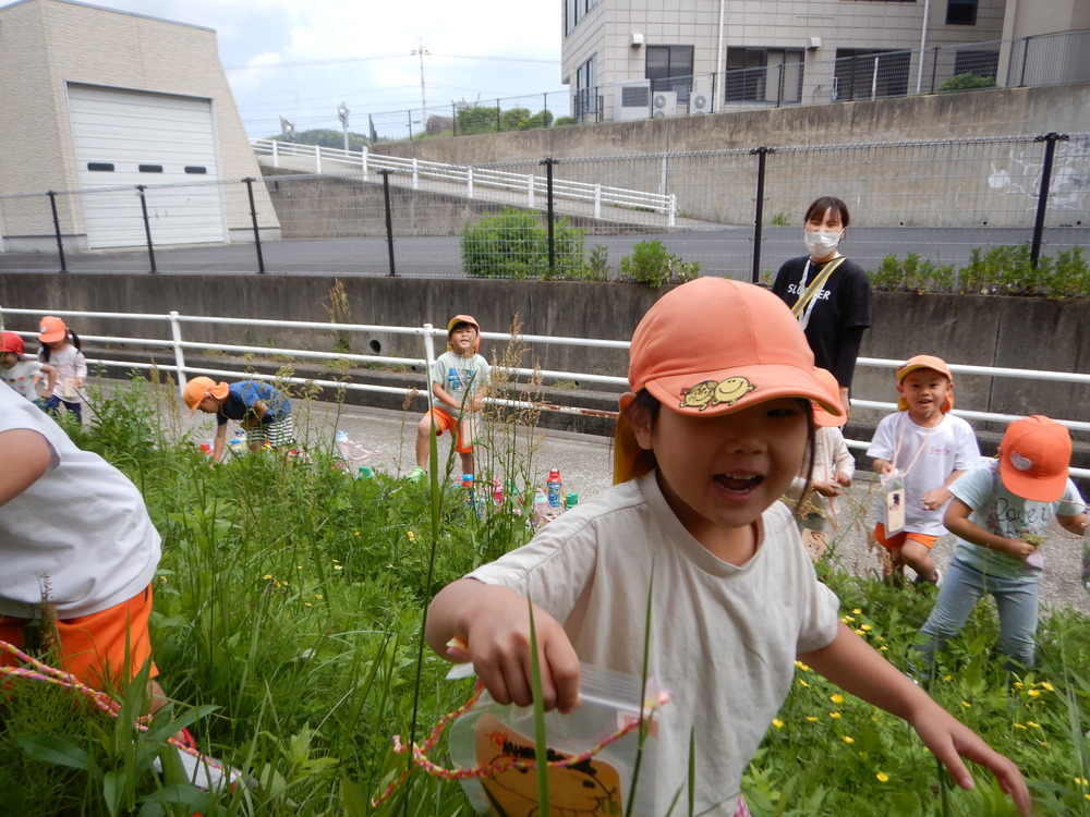 草花を摘んでいる