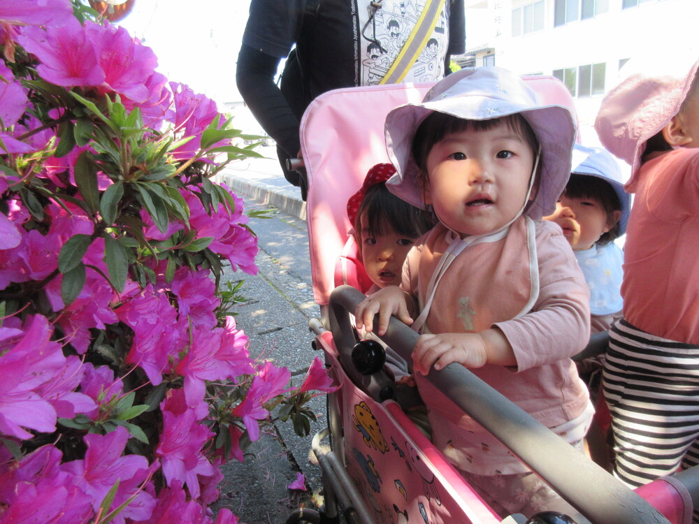 つつじの花を見ている