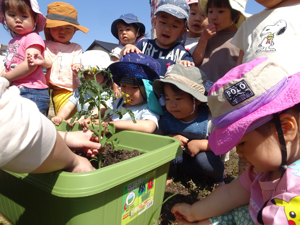 苗植え (4)