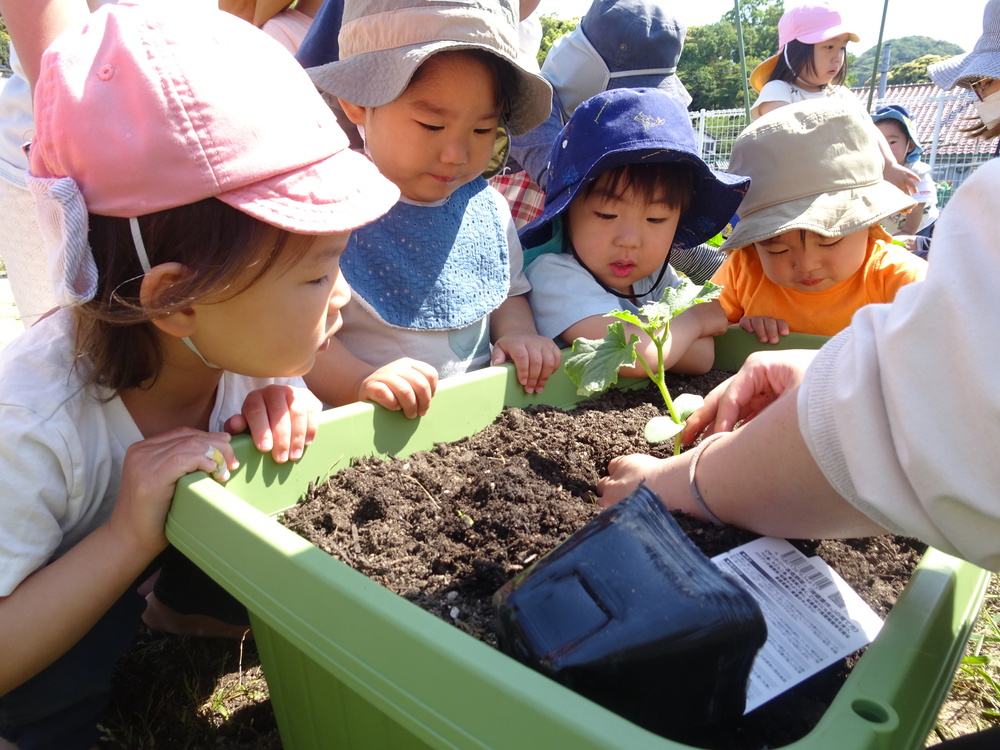 苗植え (5)