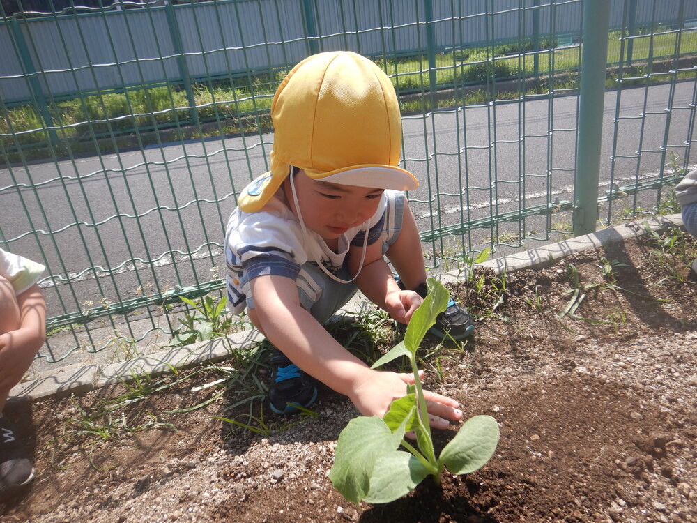 苗を植える