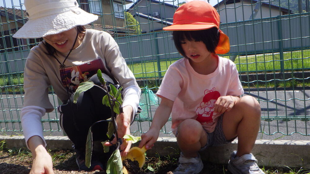 苗植え