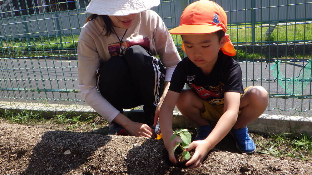 苗植え