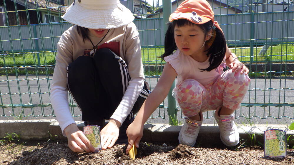 苗植え