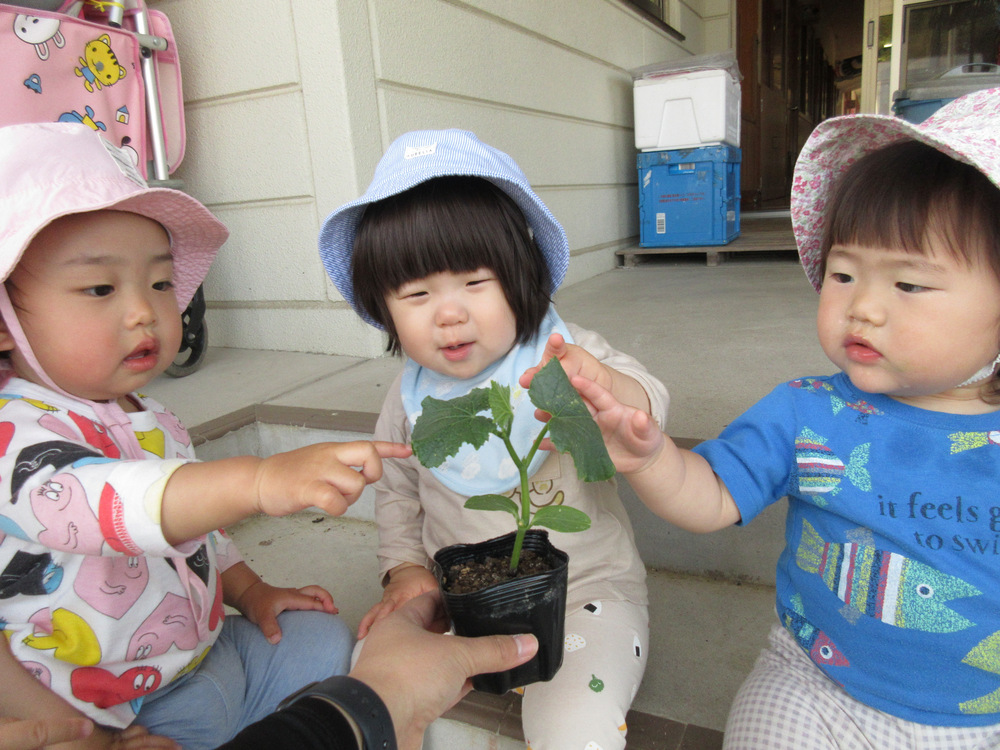 野菜の苗を植える様子
