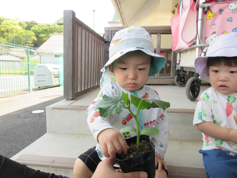 野菜の苗を植える様子
