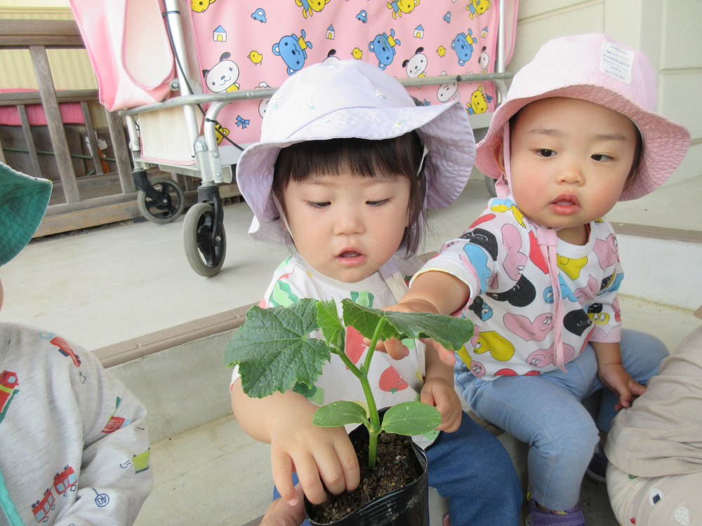 野菜の苗を植える様子